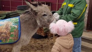 КАК ДРЕССИРУЕМ ОСЛИКА ОТВЕЧУ НА ПАРУ ВОПРОСОВ