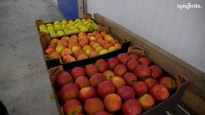 4 месяца со дня уборки. Система защиты + Геокс. ФХ ВСК Сад.