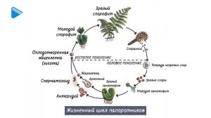 6 класс - Биология - Папоротники