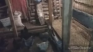 Наседка в Декабре!
