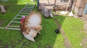 Тверской зоопарк. Савватьевские пруды. Тверь 2023