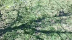 Обзор электрического аэратора-скарификатора AL-KO 38 VLE combi care comfort