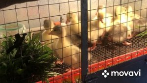 Гусятам 3 дня. Кормление, содержание?