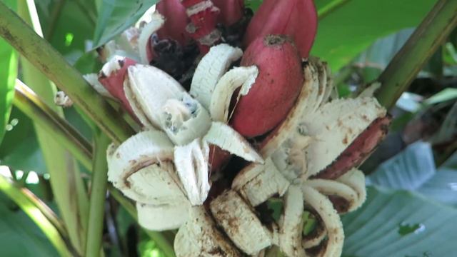 Musa velutina pink banana смотреть онлайн