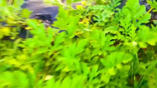 Growing Watermelons - Crimson Sweet | Sugar Baby смотреть онлайн