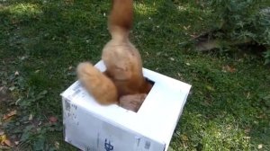 Лиса дуркует с собакой/Лисичка дома/Домашняя лиса/Звуки лисы/Ручная лисица/Как кричит/Повадки лисы