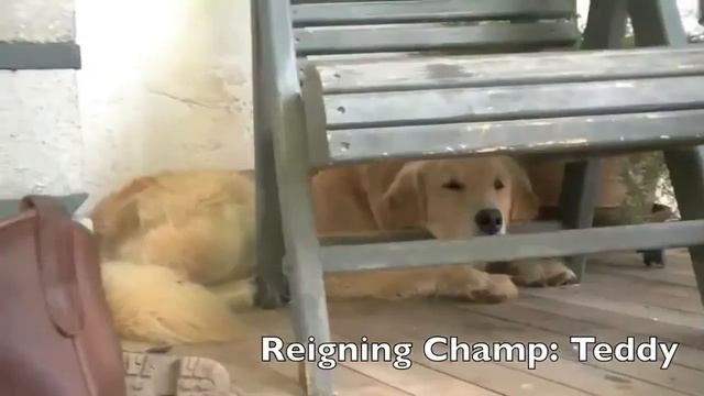 Чемпионский бой енота против собаки! смотреть онлайн