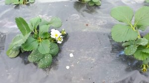 клубника цветет а морозы ночью минус 10