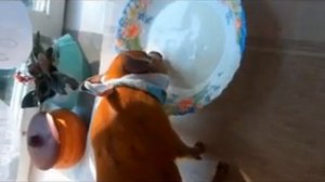 Мини пиги домашнее содержание - Почему  мини пиг   мини свинки популярны?