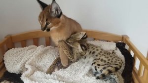 Stylisticat serval and caracal kitten together - best friends