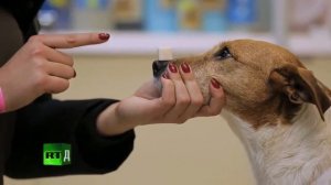 Ветеринарная клиника  Седьмая серия