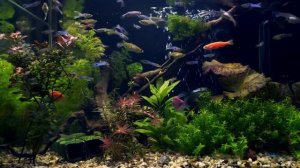 Живой аквариум #85 - Заставка для ТВ