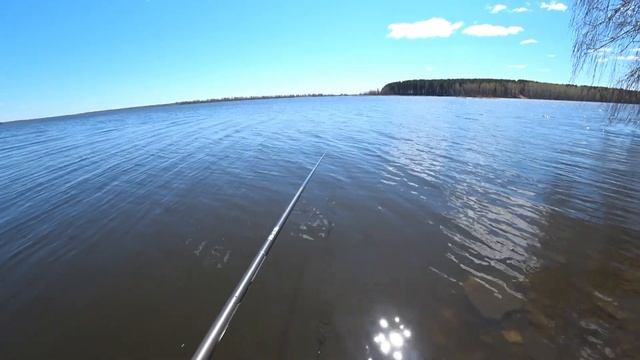 Весенняя рыбалка на поплавок. БЕШЕННЫЙ КЛЁВ. Ловля на маховую удочку. ОСТОРОЖНО!!! ЗМЕИ!!! смотреть онлайн