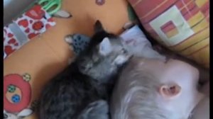 смешные видео про кошек