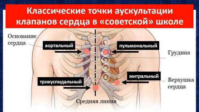 Правильная аускультация сердца смотреть онлайн