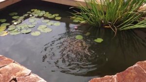 Собачий корм vs караси