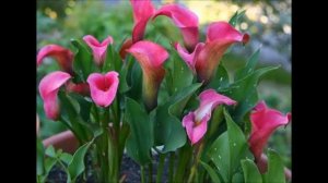 FLOWERS   Садовые каллы невероятной красоты