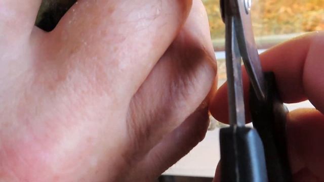 Мой муж после РЕМОНТА автомобиля ПОМОГАЕТ стричь КОГТИ #чихуахуа #ЧЕРЕПАХА #морскаясвинка 01.10.23