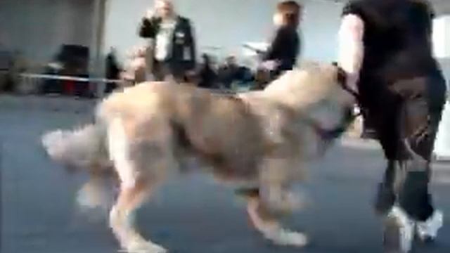 CACIB г.Н-Новгород 05.11.11 смотреть онлайн