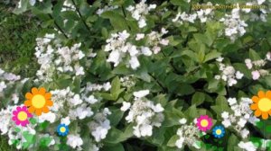 Гортензия метельчатая дартс литтл дот. Краткий обзор, описание hydrangea paniculata little dot dart