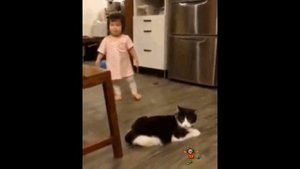 Прикольные животные смотреть . кошечки.собачки.