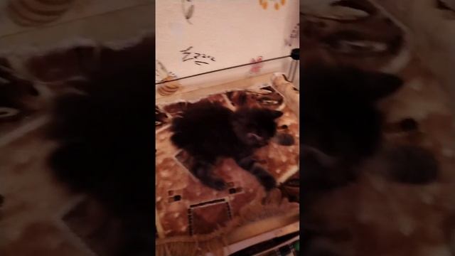 Отправить смотреть онлайн