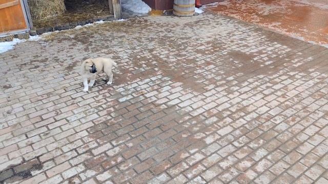 САО щенки, алабаи. Выгуливаемся, подрастаем. Скоро в вольер смотреть онлайн