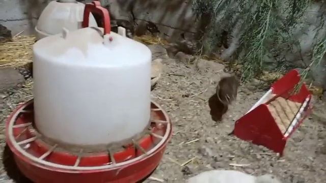 Bıldırcın Nasıl Gurk Olur ? / Bıldırcın Kuluçka Yeri Nasıl Olmalıdır? Bıldırcın/Quail смотреть онлайн