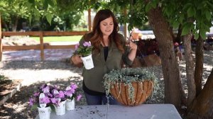 The Hanging Basket Jellyfish Challenge // Garden Answer