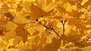 1  Юрий Кукин Песенка позднего прохожего