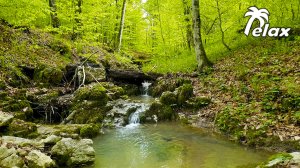 Звуки природы в Весеннем лесу - Плеск воды и Пение птиц