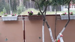 Как можно посадить цветы у дома.