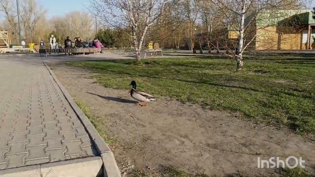 Красноярск. 14 мая 2023г. Остров в центре города 