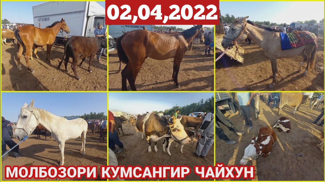 Молбозори Кумсангир Нархои Говои Ширдор Говои Бугуз Гуночинои Сементал АСПХОИ ФУРУШИ / 02 04 2022
