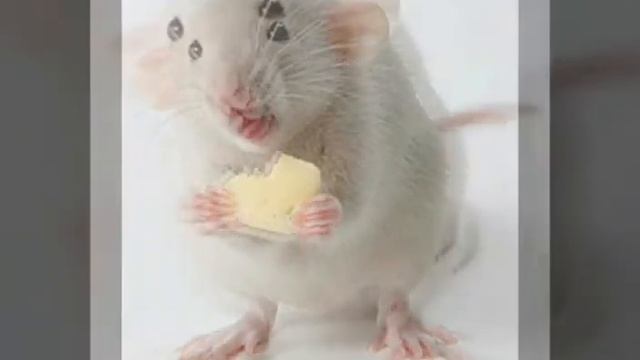 Информация про крыс смотреть онлайн