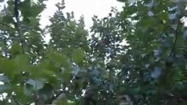 Алма-Атинский Апорт в старом саду, который собираюсь вырубать.