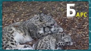 Развивающий алфавит для детей. Животные на букву Б - Мультипедия животных