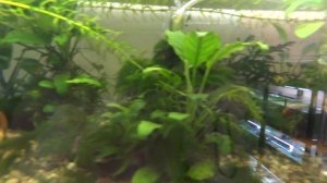 Выбор трубки для нереста анциструсов.