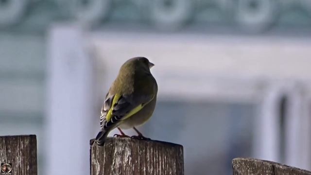 Птица Зеленушка / Greenfinch Bird. Ленобласть, Весна 2022. #зеленушка #greenfinch