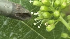 Виноград.  Определяем тип цветка