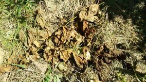 Защита натуральная 2 способа от улиток и слизней для рассады.Как защитить рассаду от слизней