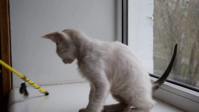 Велюровый донской сфинкс. смотреть онлайн