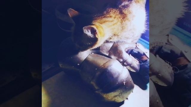 Котейке очень понравились перчатки