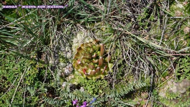 Цветы Байкала смотреть онлайн