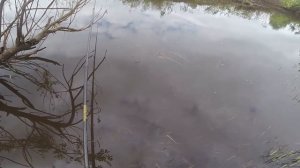 Рыбалка на малых реках - Ватома, видео  rybachil.ru