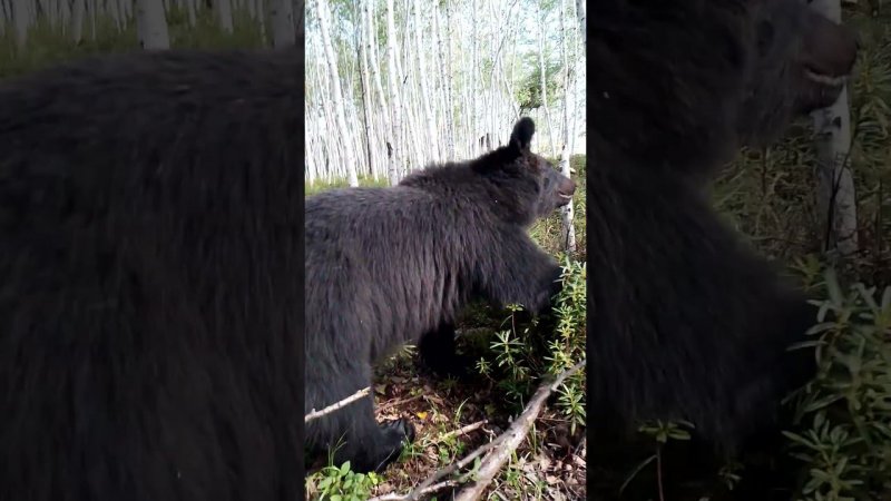 Хорошая погода для медведей.