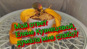 Этого Я Вам никогда не рассказывала 🙅♀️  ОРХОскелеты в шкафу #орхидеи #орхоскелетывшкафу