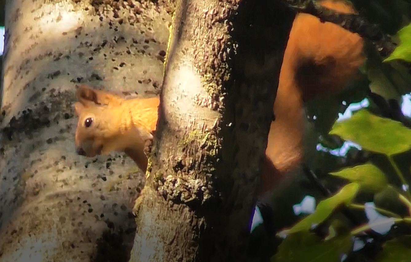 белка обыкновенная, Sciurus vulgaris, 06.08.2022, Вяжищи