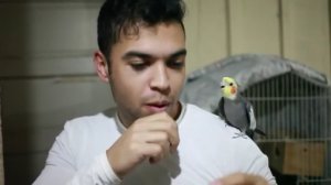 Битбокс с попугаем
