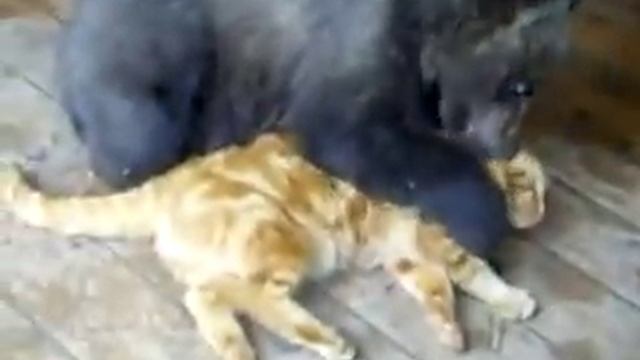 Медведь получает по носу от рыжего кота смотреть онлайн